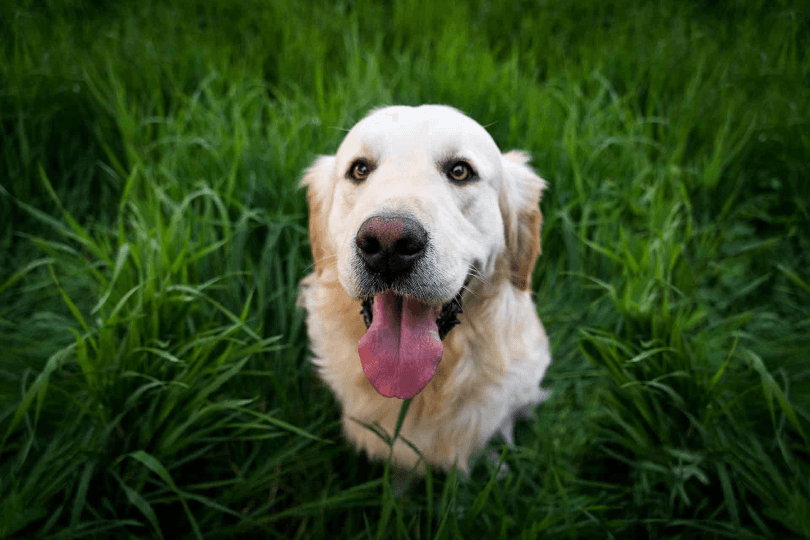 Planning a Pet-Friendly Getaway in Big Bear