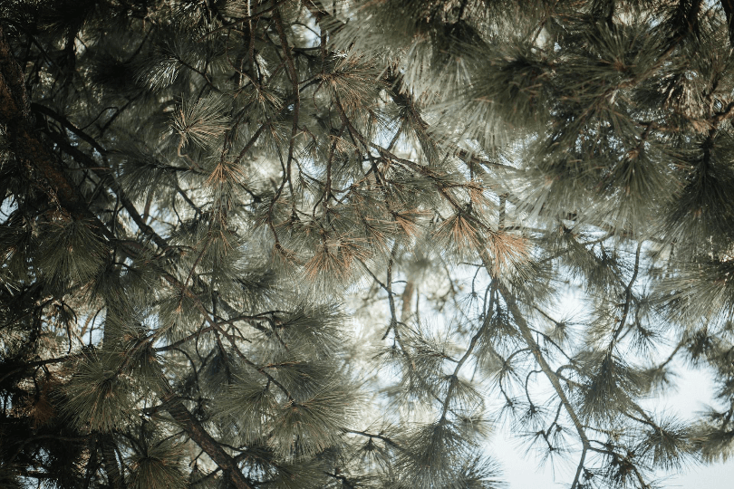 Your Guide to a Spontaneous Getaway in Big Bear Lake