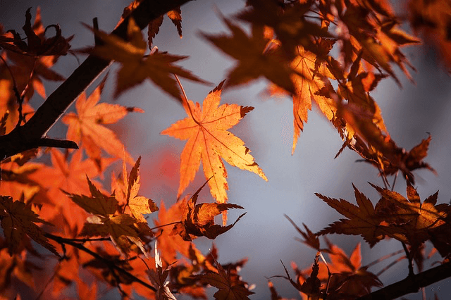 Getting Ready for Fall – The Five Best Things About Fall in Big Bear