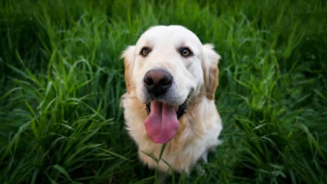 Planning a Pet-Friendly Getaway in Big Bear