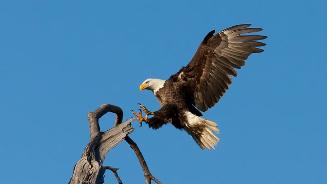 Big Bear Birds