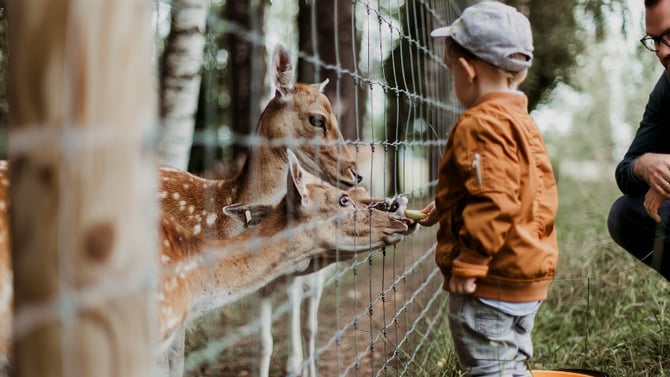 Come Experience the Big Bear Alpine Zoo During Your Trip to Big Bear