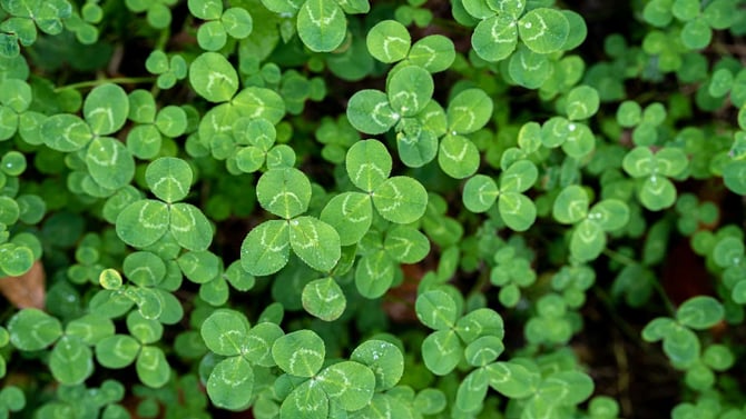 Celebrate St. Patrick’s Day in Big Bear